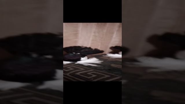 Сорачята статные выведины г Славянск на Кубани заводчик Груздев Анатолий Николаевич
