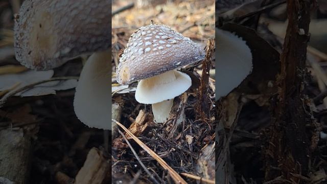 #mushroom #грибы #shorts #funghi #мухомор