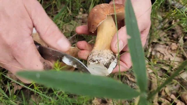 #porcini Место нетронутых грибов. #mushroom