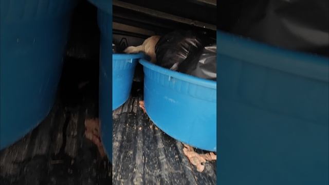 Не смогла пройти мимо.Забрала щенков
