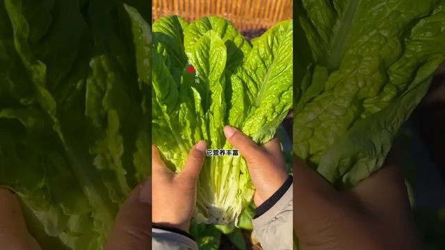 Salad vegetables grow more than the pot lid