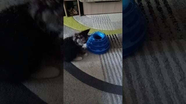Милана мейнстрим