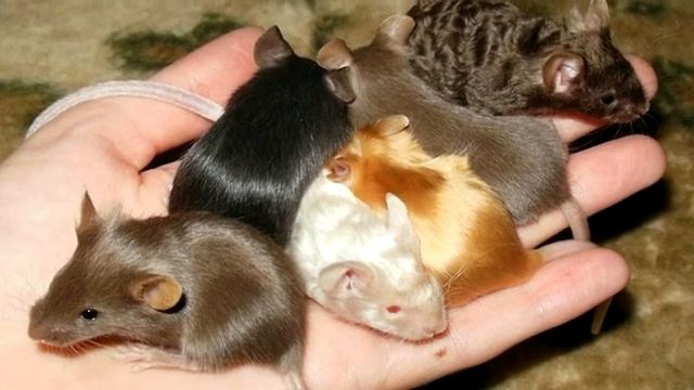 Интересные факты про мышь