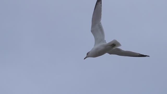 Педагогический музей СПбАППО