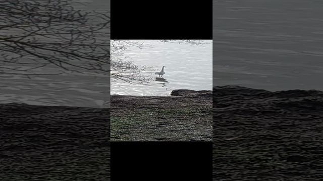 Цапля.