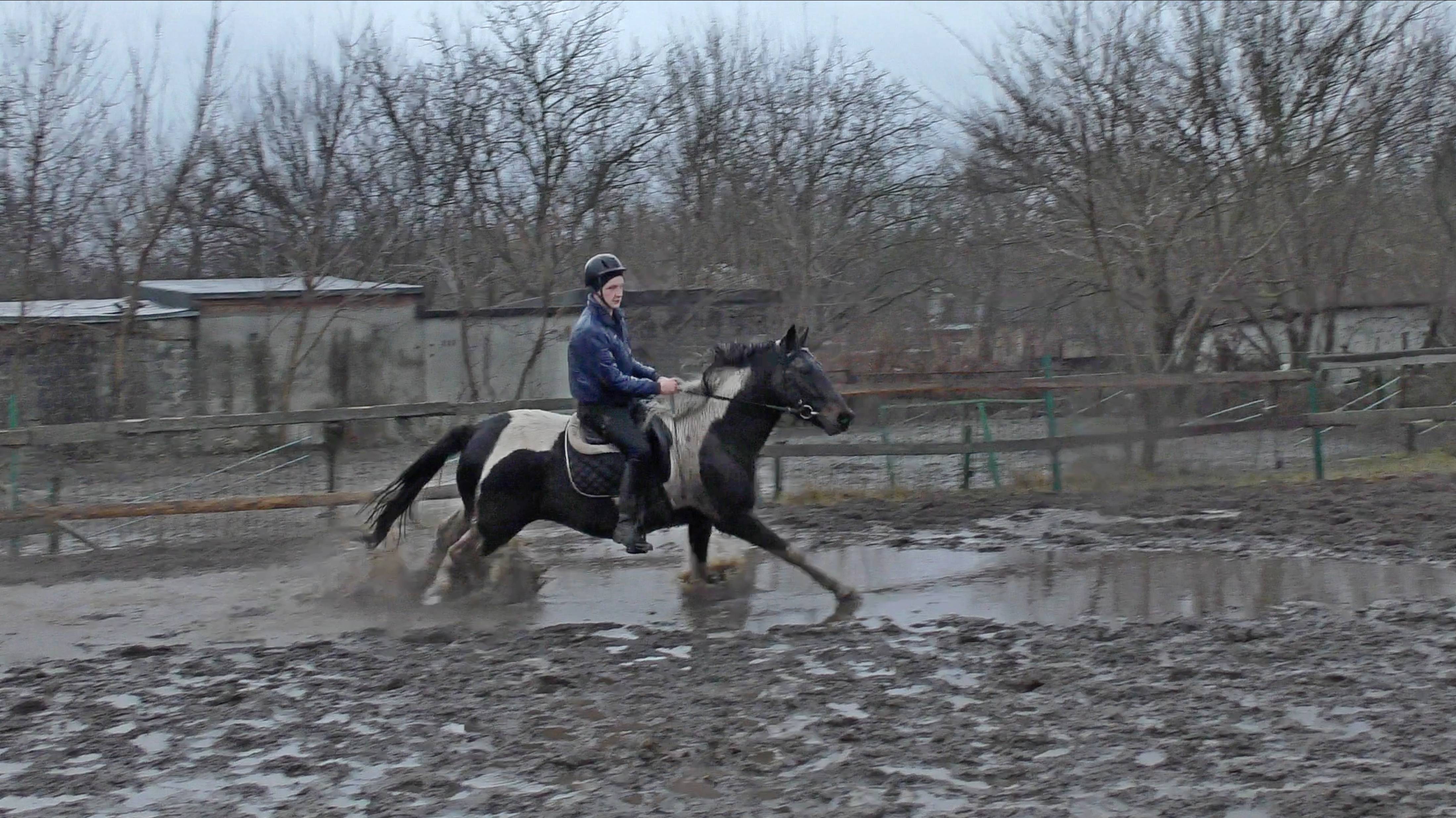 Поздравление с новым годом от Horse Familу