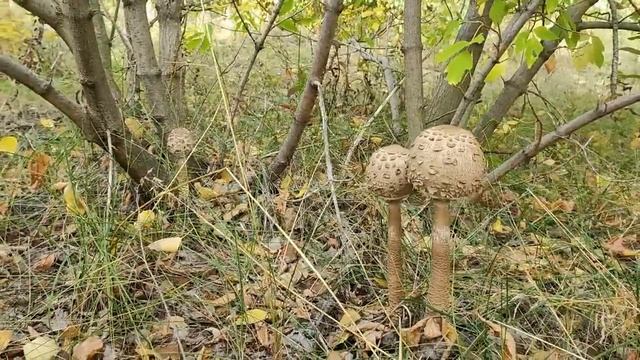 Собираем грибы в октябре.