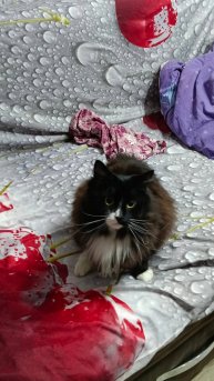 Тиша пушистый кот