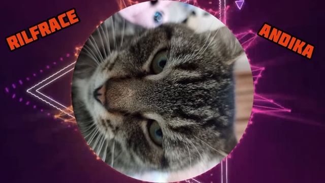 ПЕСНЯ ПРО КОТА  ANDIKA&RILFRACE