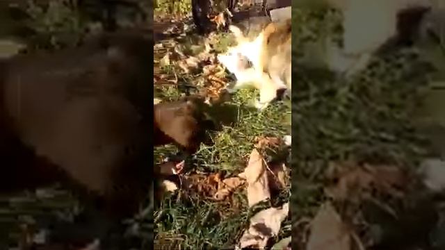 на прогулке чихуахуа Тэзар и Жерали с мамой,старшей сестрой и кошечкой +79787458062 продажа щенков