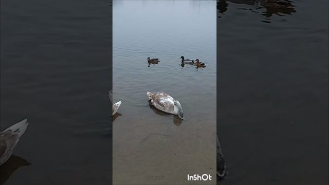 Дети кормят лебедей.