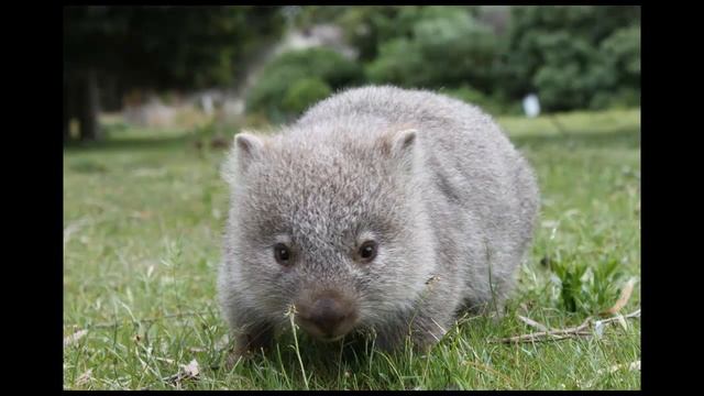 funny rodents-wombat/вомбат