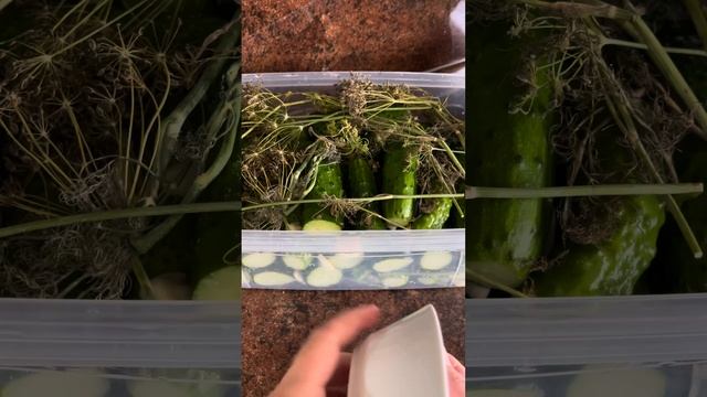 МАЛОСОЛЬНЫЕ ОГУРЦЫ