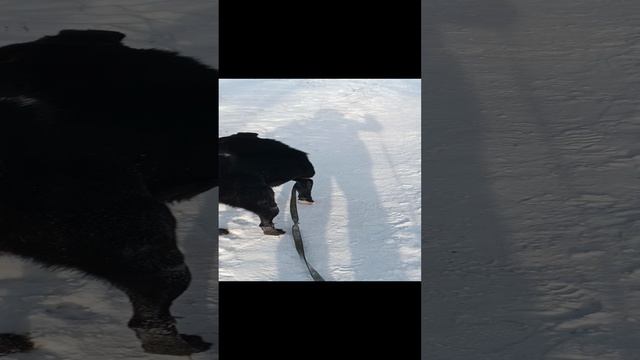 Снова Тайсон
