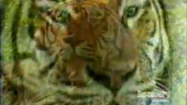 eye of the tiger