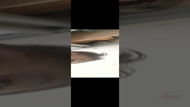 20250105_121454.mp4