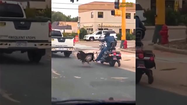 "ОСТОРОЖНО, ПТИЦЫ-ГРАБИТЕЛИ НА ШОСЕ!" 🐦🚗