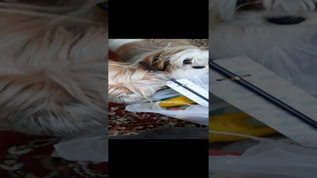 Песики достают подарки. Новый год праздник для всех!