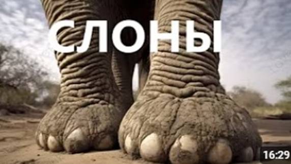САМЫЕ ИНТЕРЕСНЫЕ ФАКТЫ О СЛОНАХ