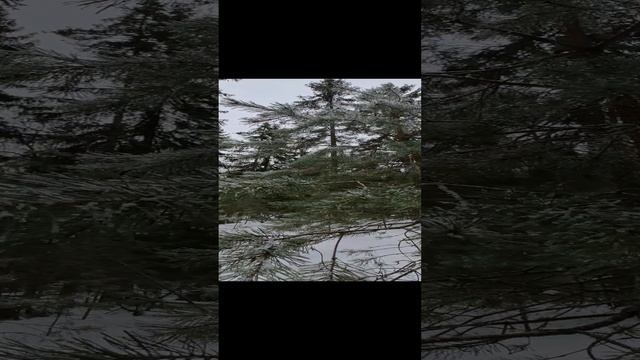 И зимой поют птицы...