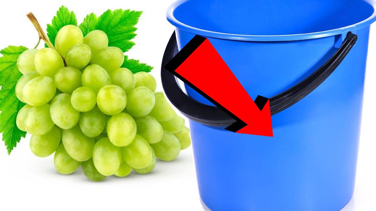 Как подкормить виноград За 5 Секунд!