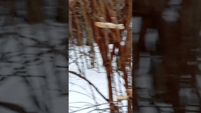 ореховый микс и подсушенный белый хлеб для лесных птиц и воробьёв