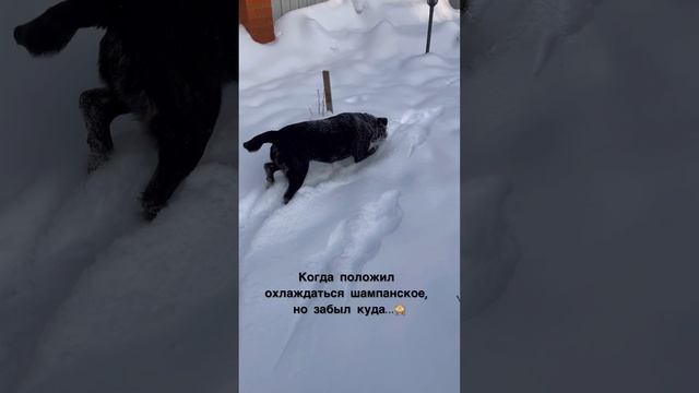 Шампанское так и не нашли…🤔