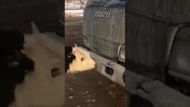 РАЗБОРКА https://vk.me/join/waom9KjkXihqb0NRcsd7vgRUeZMEkAjwB7I=