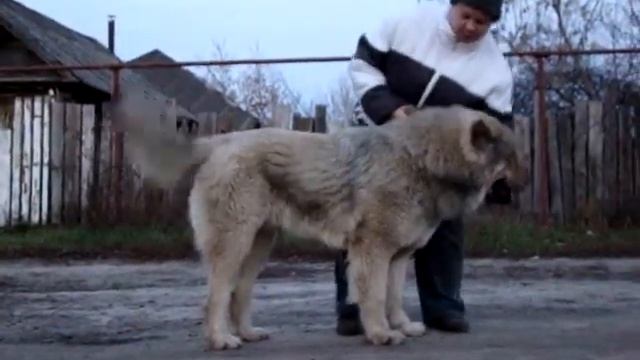 Вайгар Гордый Княжич
