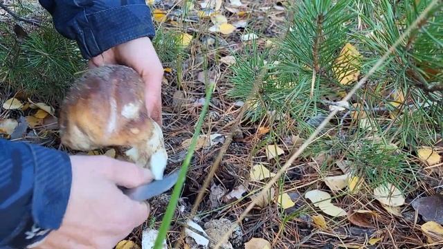 Грибы в морозное утро. #mushroom