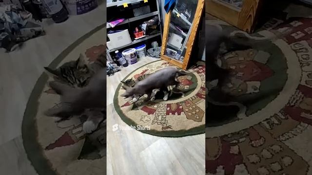 Fight cat. #fightcats #sphinxcat #funnyanimals #cat #fight Лысая начала первой.