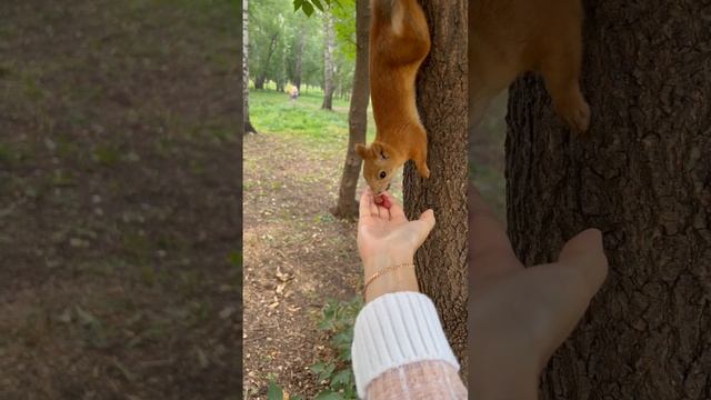 Белочка в парке "Березовая роща"