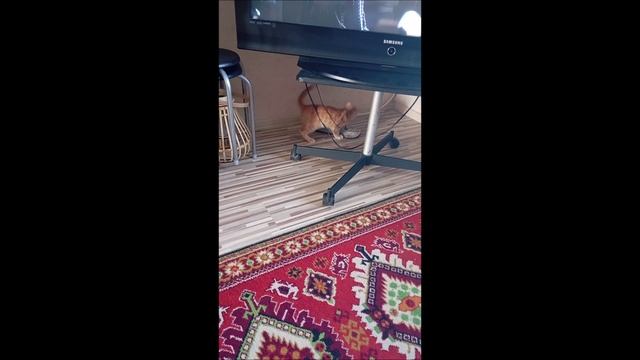 Кот. Фокс