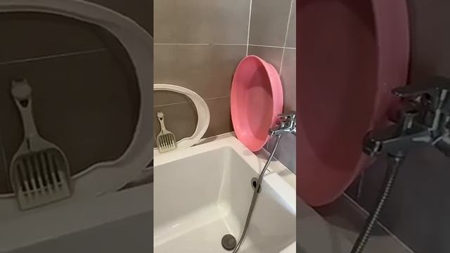 Тот самый, кто в детстве игнорировал лоток 🤭