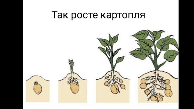 ЯДС 2 клас "Другий хліб"