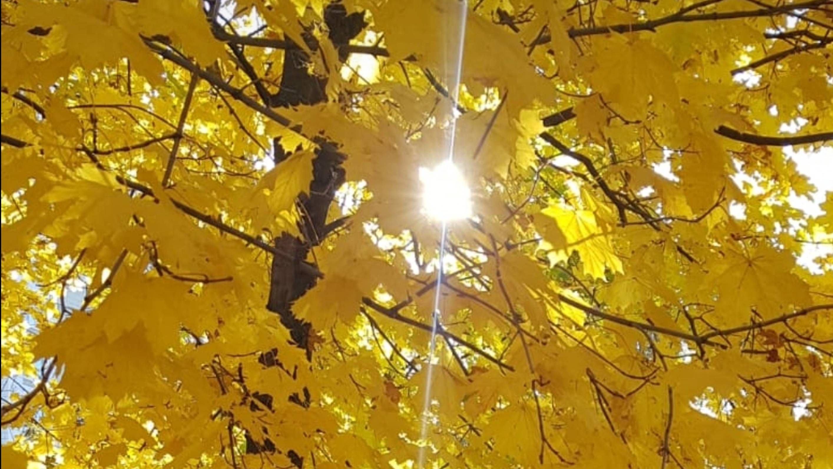 "ВАЛЬС БОСТОН"🍁🌿🍁
АЛЕКСАНДР РОЗЕНБАУМ🎸
ЗОЛОТО ОСЕНИ 2024 г.