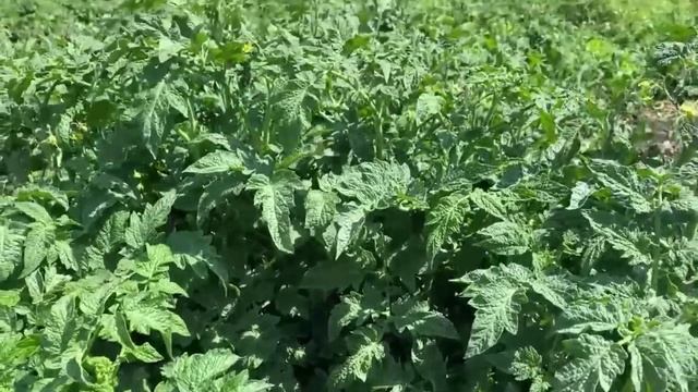 ТОМАТЫ ГОНОМЫ