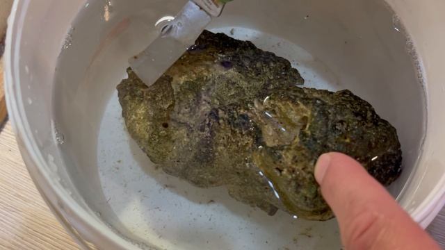КоралПро. Чистка живых камней от паразитов в морском аквариуме