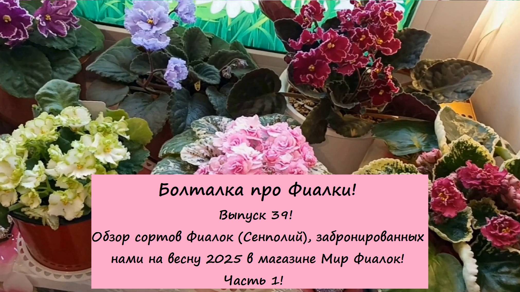 Болталка про Фиалки! Выпуск 39: Обзор сортов Фиалок, забронированных на весну 2025 в Мире Фиалок!