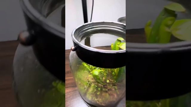 Небольшой флорариум с хищными растениям
