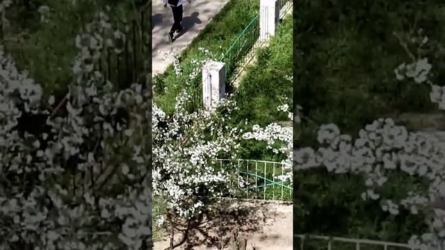 Ташкент. Узбекистан. Цветет вишня. 06.04 .2022