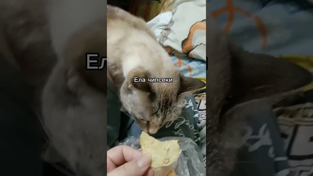 Рацион выходного дня #едазадень #foodshorts #жизнь #whatieating #чтояемзадень #whatieatinaday #yumm