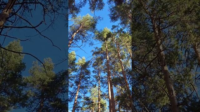 Синее небо. Белые грибы #mushroom #funghi