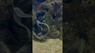 Океанариум Адлера 🐟🐠🐡
