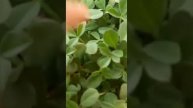 Growing fenugreek/methi without soil #shorts #gardening #fenugreek #methi