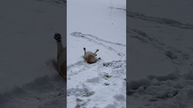 снег