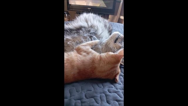 Кот. Фокс и Кос