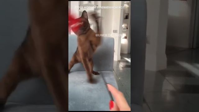 🐈 начало.mp4