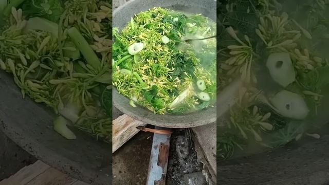 TIPS REBUS DAUN PEPAYA AGAR TETAP HIJAU #shorts #short #shortvideo