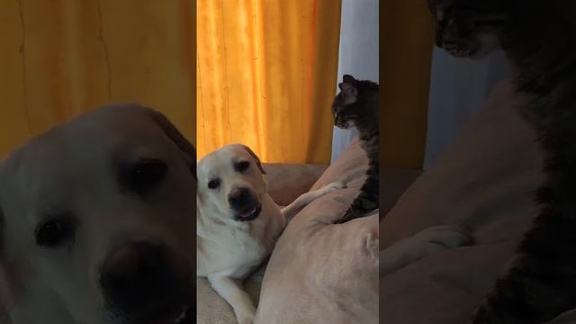 БОЙ ВЕКА: КОТ VS СОБАКА 🐱🐶 КТО ВЫЙДЕТ ПОБЕДИТЕЛЕМ? 🏆